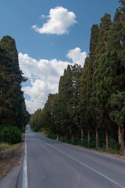 Il Viale dei Cipressi verso Bolgheri