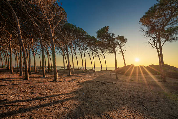 Pineta e spiaggia di Marina di Cecina al tramonto