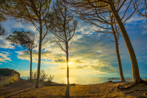 Pineta e spiaggia al tramonto a Marina di Cecina