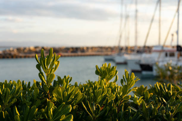 Il porto turistico di Marina di Cecina