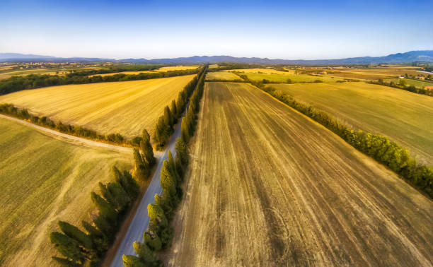 Campagna e Viale dei Cipressi nella zona di Cecina e Bolgheri